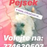 Našel se pejsek… Mořina, okres Beroun, Středočeský kraj